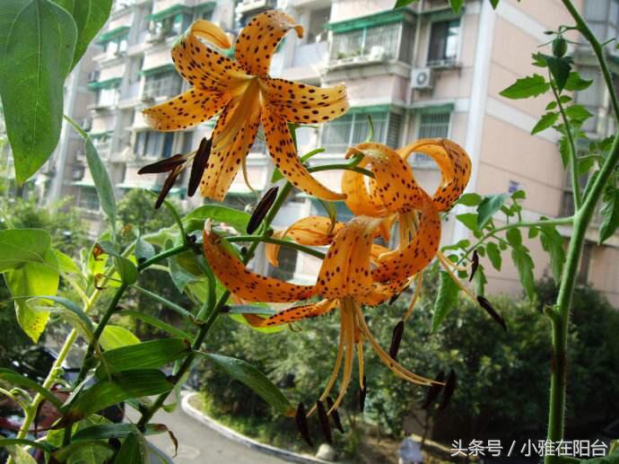 百合花怎么养才开花快,百合花怎么养才能花开得快