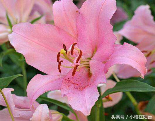 百合花怎么养才开花快,百合花怎么养才能花开得快