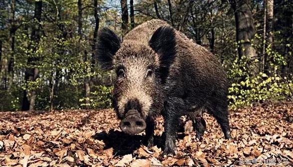 回忆录的日子,记录那些年打猎的日子