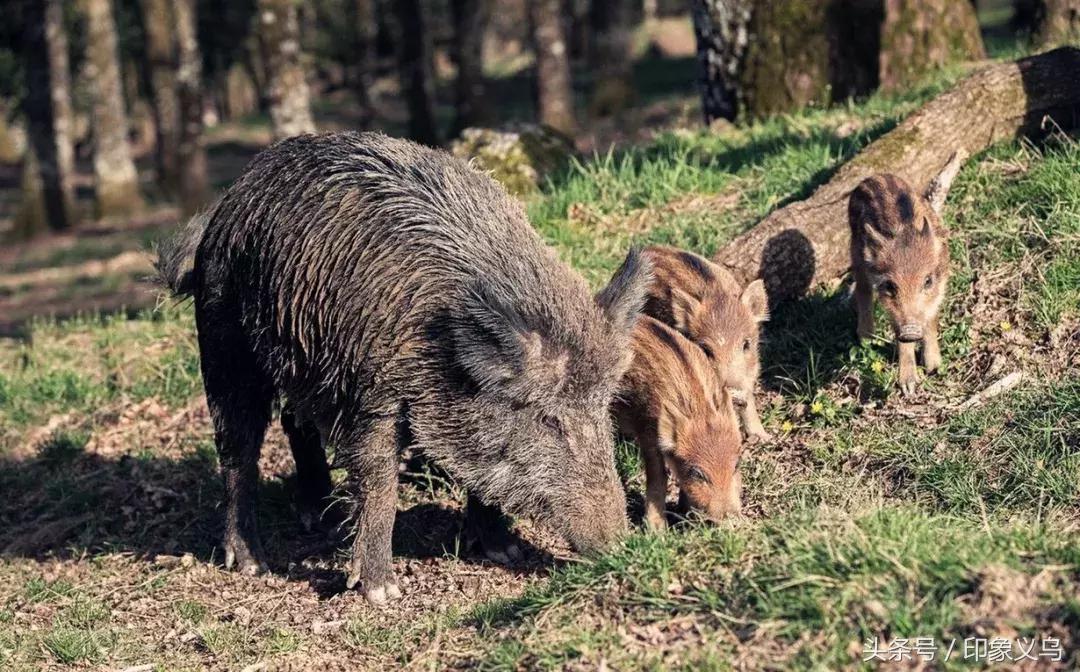 回忆录的日子,记录那些年打猎的日子