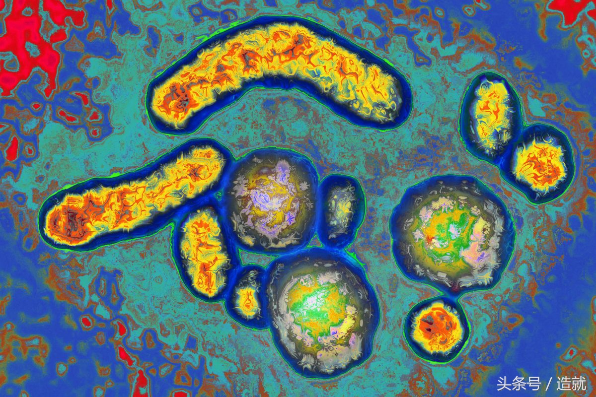 7000年前的古人就饱受乙肝病毒的折磨,它到底是怎么来的?