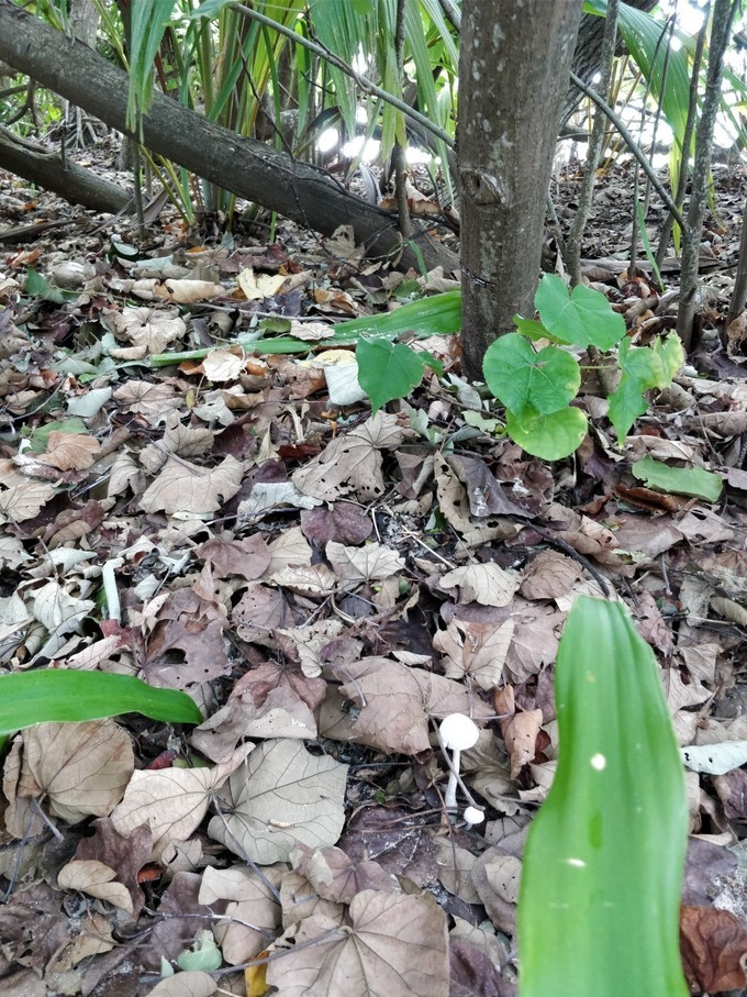 马尔代夫奥瑞格卡纳塔岛,蜜月旅行推荐马尔代夫