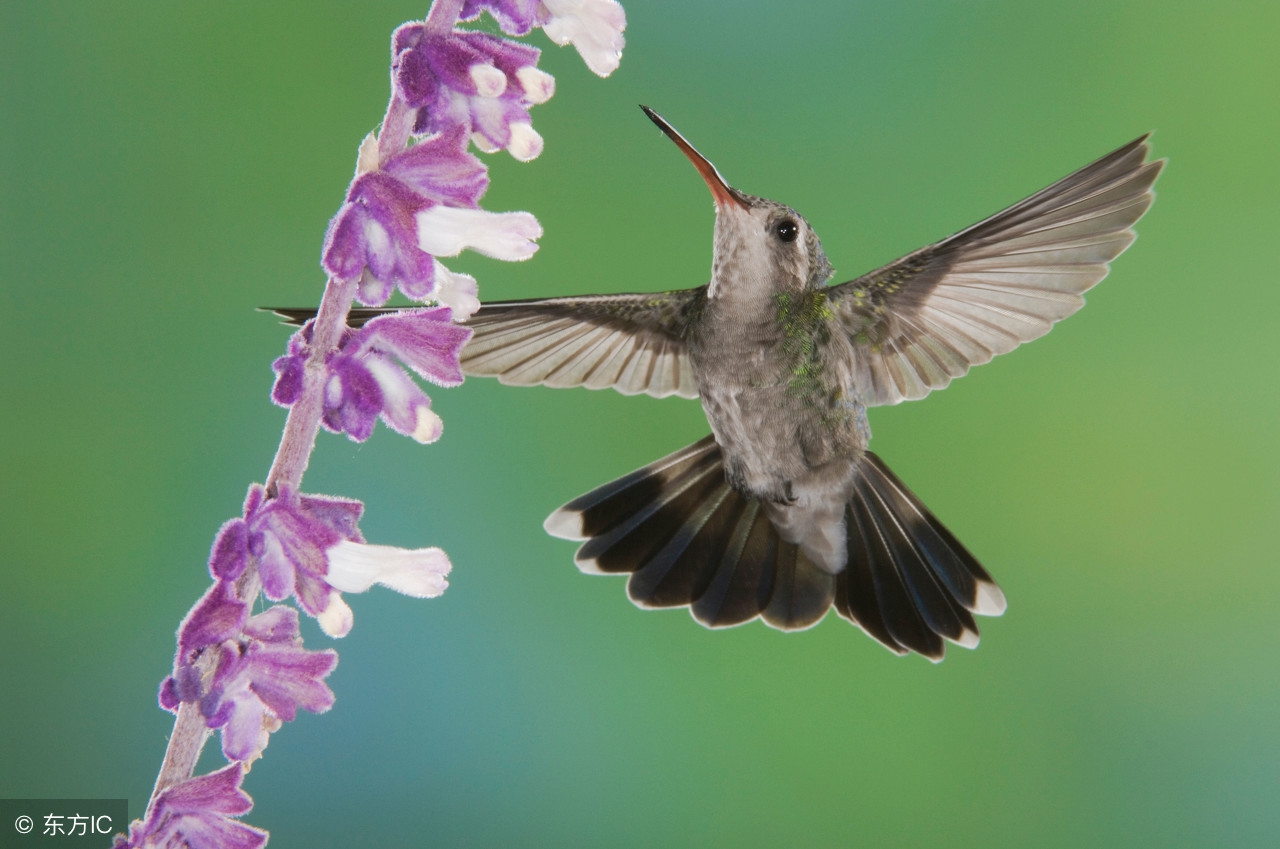 单反相机单点对焦是什么意思,单反相机后键对焦常应用场景