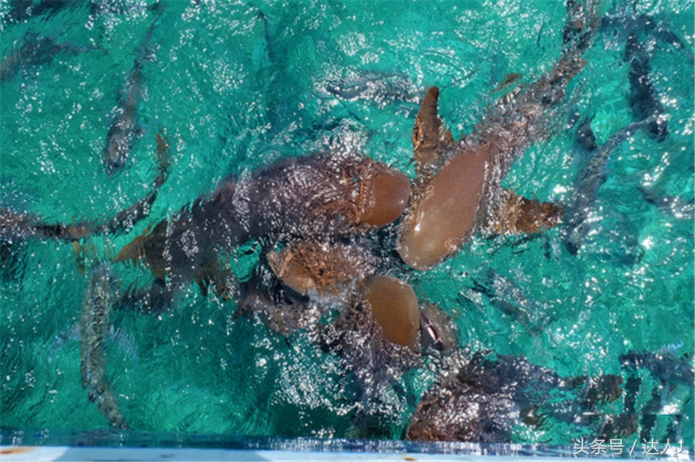 伯利兹陆路去危地马拉,伯利兹陆路过境危地马拉