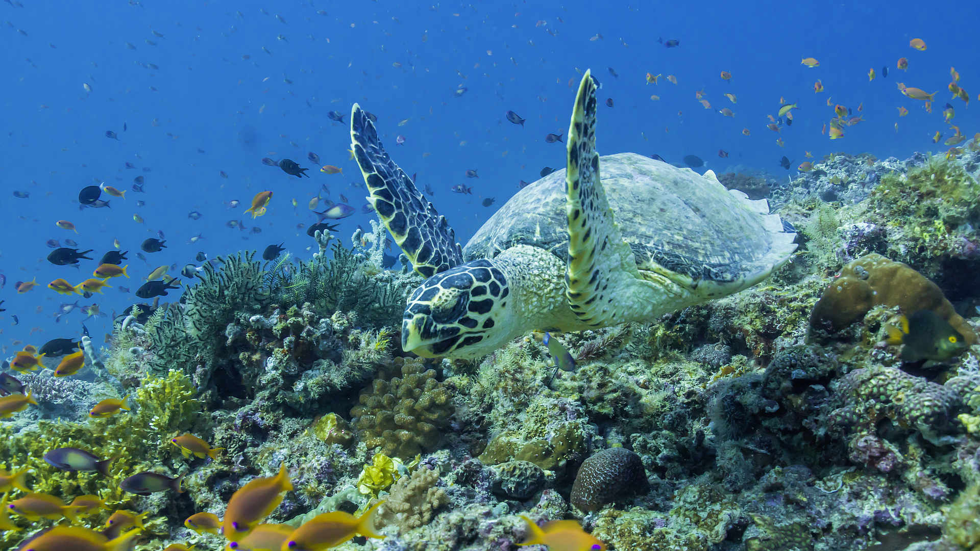 人间天堂巴厘岛,马尔代夫努努岛游记