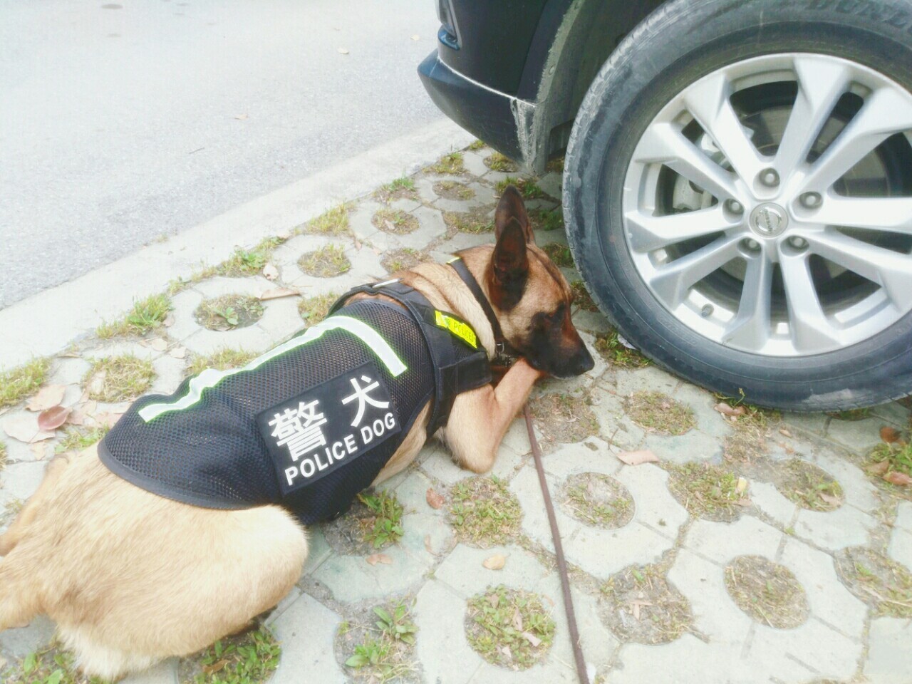 警犬累吗,警犬待遇比士兵高