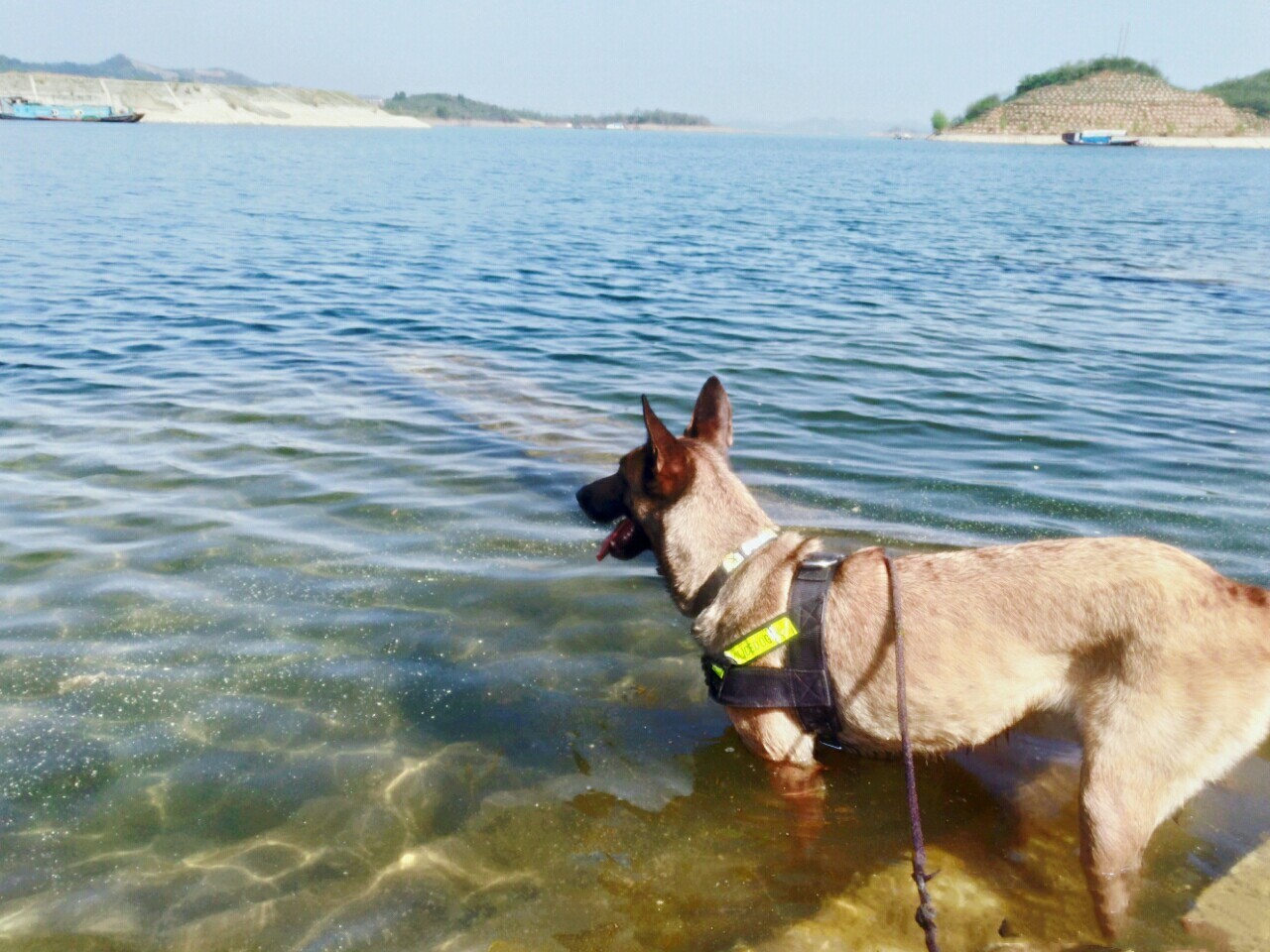 警犬累吗,警犬待遇比士兵高