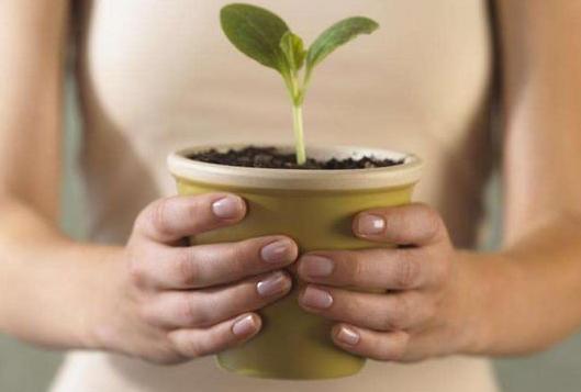 绿植浇了水还是枯萎了,绿植怎么浇水不会死