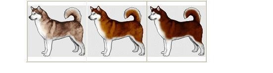 阿拉斯加犬幼崽300一只品相纯吗,阿拉斯加品相挑选