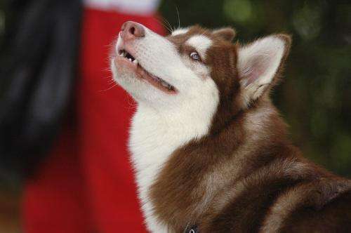 阿拉斯加犬幼崽300一只品相纯吗,阿拉斯加品相挑选