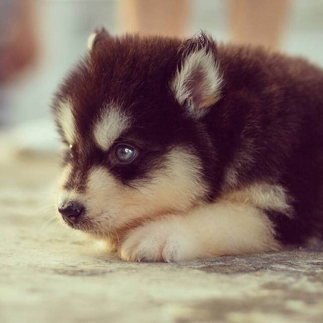 阿拉斯加犬幼崽300一只品相纯吗,阿拉斯加品相挑选