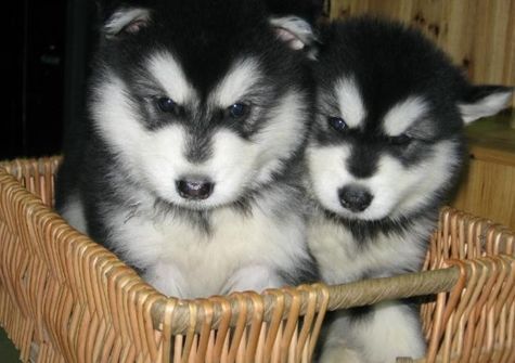 阿拉斯加犬幼崽300一只品相纯吗,阿拉斯加品相挑选