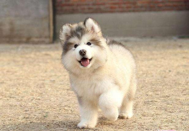 阿拉斯加犬幼崽300一只品相纯吗,阿拉斯加品相挑选