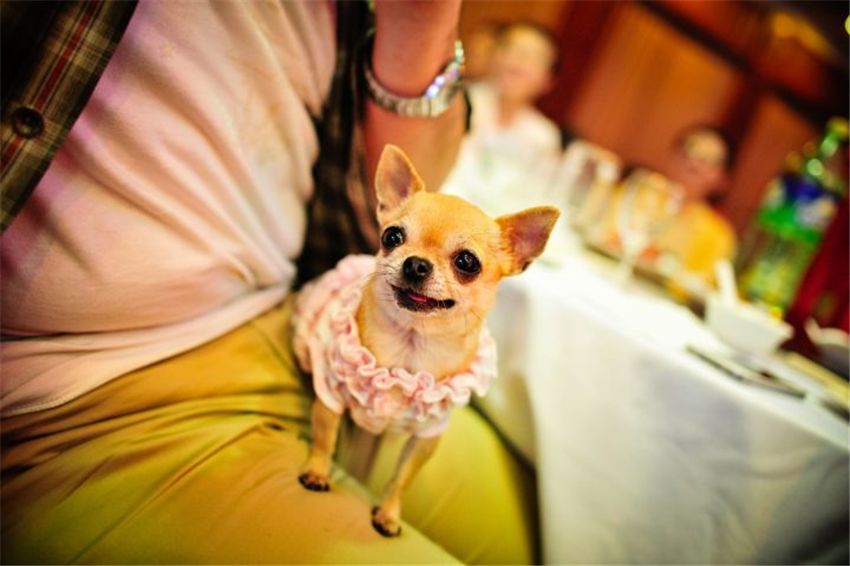 适合有洁癖的人养的狗,想养狗但是有洁癖怎么办