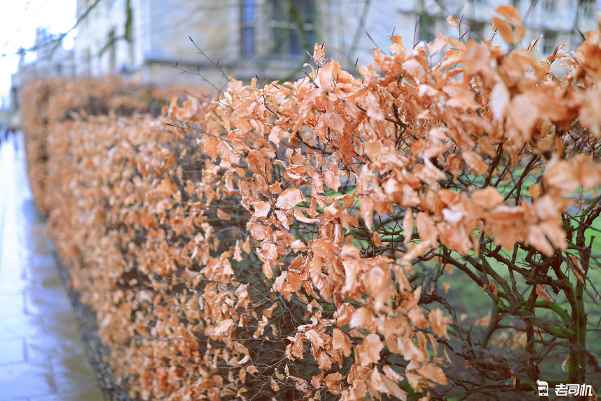 英国剑桥的康桥,英国剑桥大学的康桥