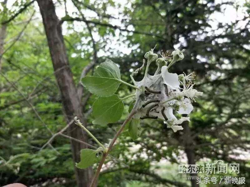 发现虫子该打哪个电话,发现虫子及时打药