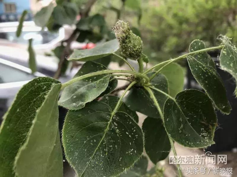 发现虫子该打哪个电话,发现虫子及时打药