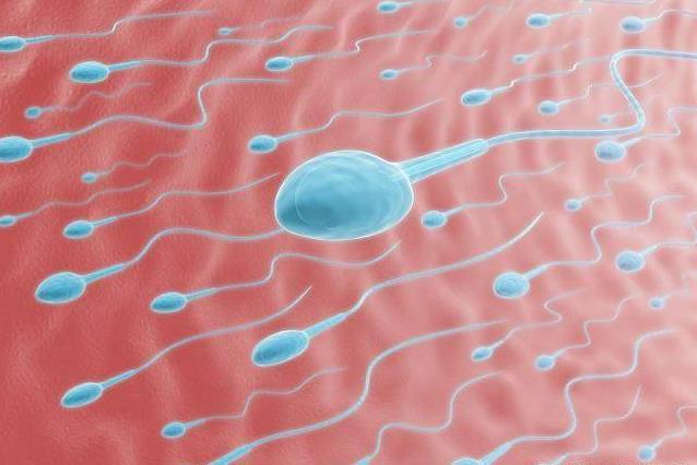 备孕男士精子活动率低怎么办,备孕男性精子活力不够怎么补