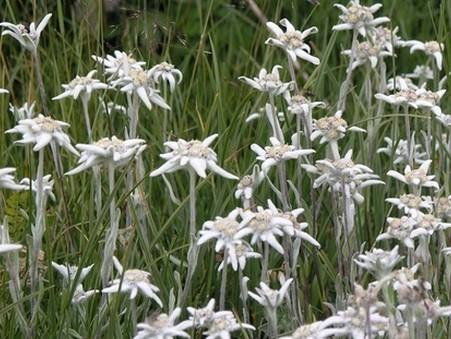 地龙价格行情中药材天地网,中药材金银花最新价格行情