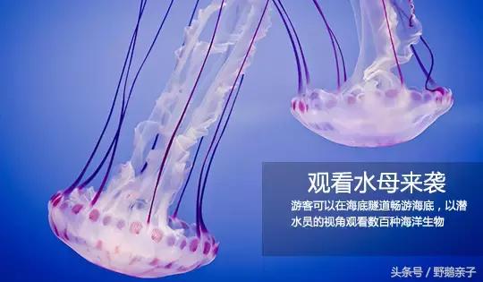 太平洋海底世界带孩子游玩,亲子游海洋世界打卡