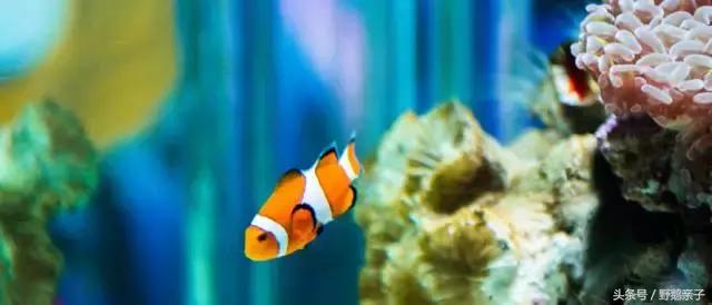 太平洋海底世界带孩子游玩,亲子游海洋世界打卡