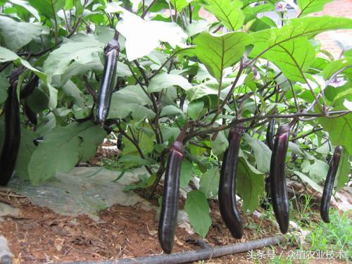 露地茄子种植技术大全,露地茄子最好的品种