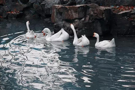 亭台楼阁轩榭廊舫一体的房子,人造亭台楼阁轩榭廊舫靓丽夺目