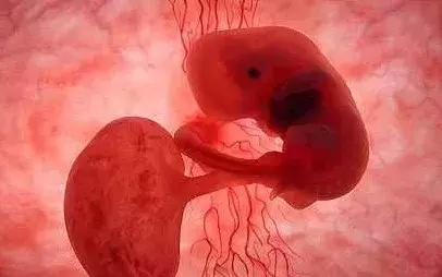 胎儿在子宫里面是黑暗的么,电筒照胎儿能看到吗