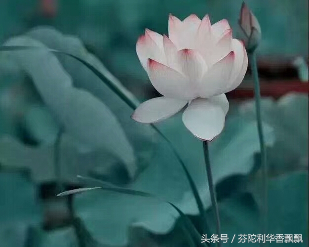 百病生于气，止于音（健康方略，闲时看看）