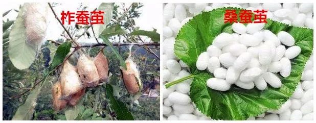 100%正品正宗纯天然桑蚕丝蚕丝被,正品纯手工100桑蚕丝被