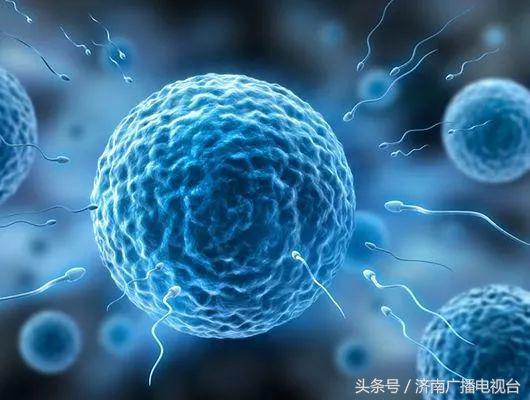 徐静蕾冻卵是哪个医院,徐静蕾冻卵的危害