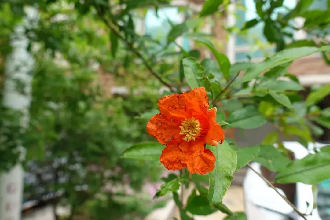 索尼黑卡rx100一代支持几倍变焦,索尼黑卡rx100m7现价2021