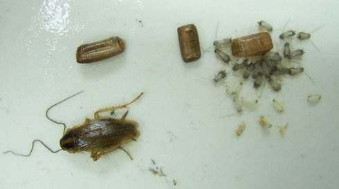 什么方法可以彻底消灭家里的蟑螂,怎么清除家里蟑螂最有效的方法