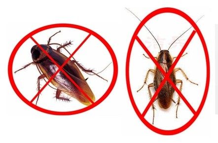 什么方法可以彻底消灭家里的蟑螂,怎么清除家里蟑螂最有效的方法