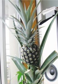 菠萝和火龙果树长什么样,火龙果树照片