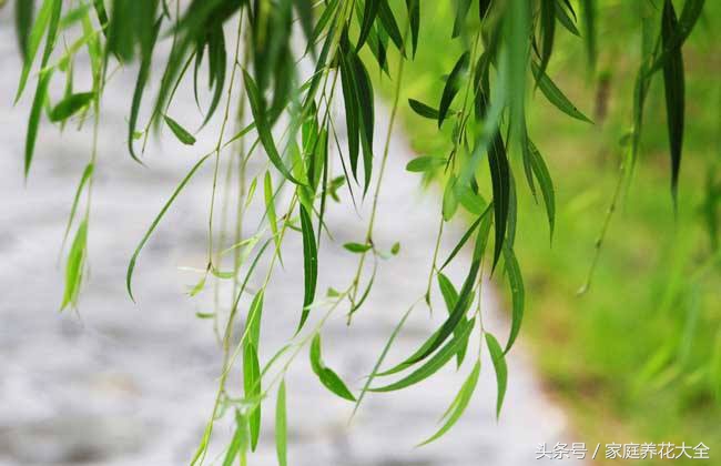盆栽花卉起虫用什么农药,阳台花卉有虫不要慌