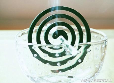 盆栽花卉起虫用什么农药,阳台花卉有虫不要慌