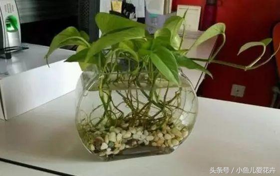 水培绿萝方法和注意事项有哪些,水培绿萝的正确方法能养多久