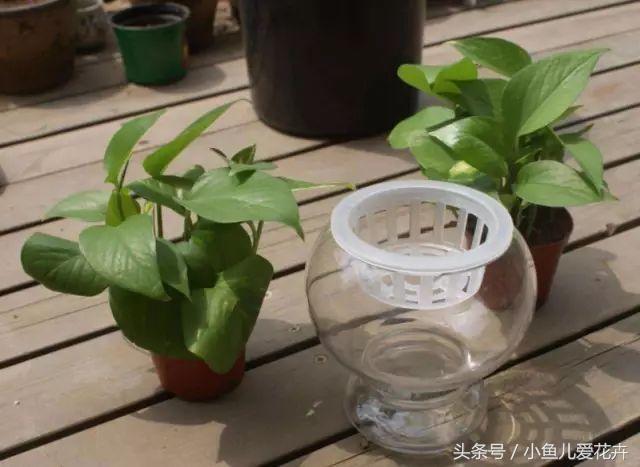 水培绿萝方法和注意事项有哪些,水培绿萝的正确方法能养多久