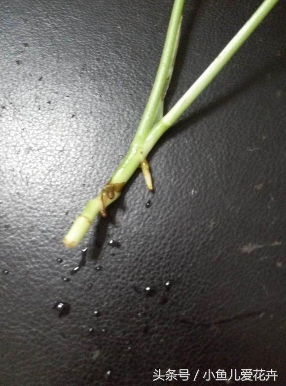 水培绿萝方法和注意事项有哪些,水培绿萝的正确方法能养多久