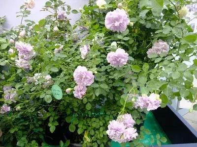 月季玫瑰蔷薇有哪些区别,月季玫瑰蔷薇三者有何区别