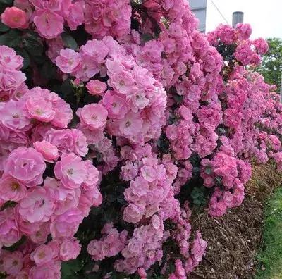 月季玫瑰蔷薇有哪些区别,月季玫瑰蔷薇三者有何区别