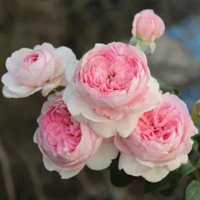 月季玫瑰蔷薇有哪些区别,月季玫瑰蔷薇三者有何区别