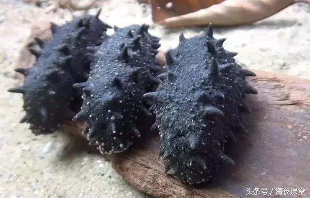 大连海参一斤40头价格,大连鲜悦岛海参价格查询