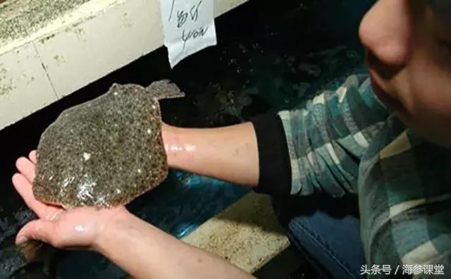 清蒸多宝鱼好吃还是鲈鱼好,清蒸多宝鱼一看就懂美味如此简单