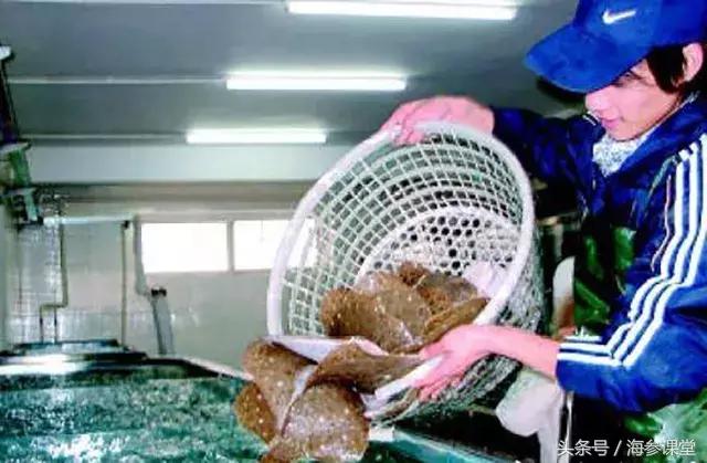 清蒸多宝鱼好吃还是鲈鱼好,清蒸多宝鱼一看就懂美味如此简单