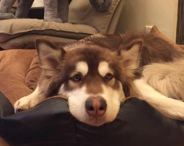 警犬累吗,警犬待遇比士兵高