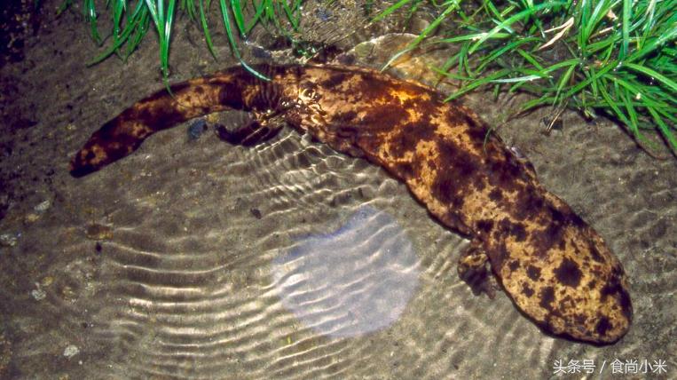 五大“牢底坐穿兽”谁见过三个我吃翔！专家：看到它们赶紧跑！