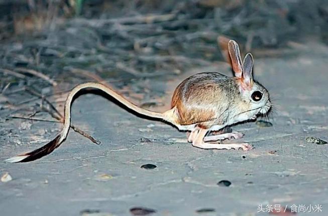 五大“牢底坐穿兽”谁见过三个我吃翔！专家：看到它们赶紧跑！