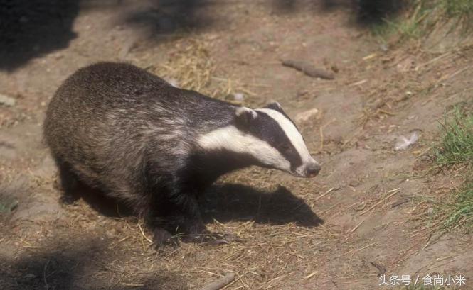 五大“牢底坐穿兽”谁见过三个我吃翔！专家：看到它们赶紧跑！